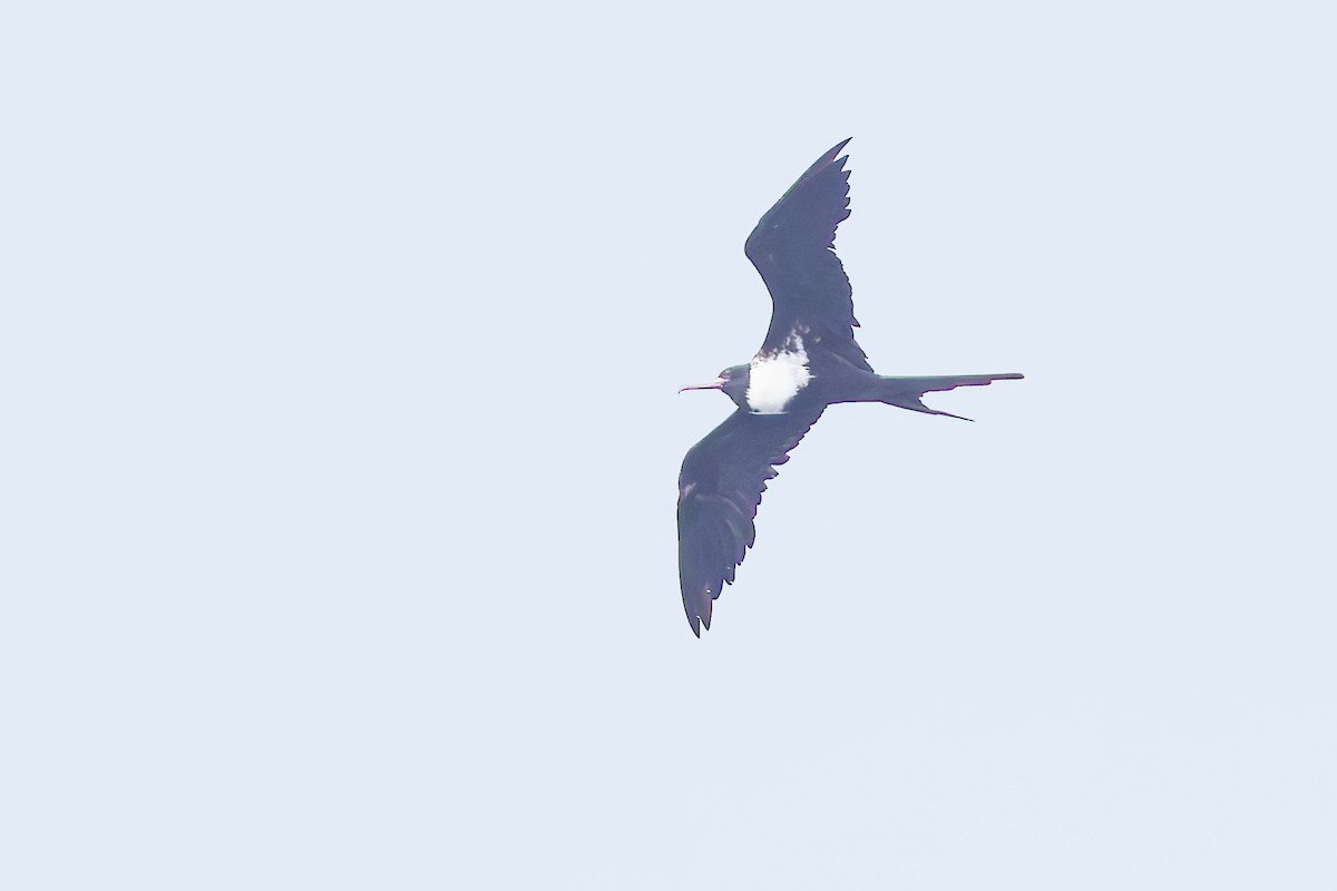 Lesser Frigatebird - ML640772488