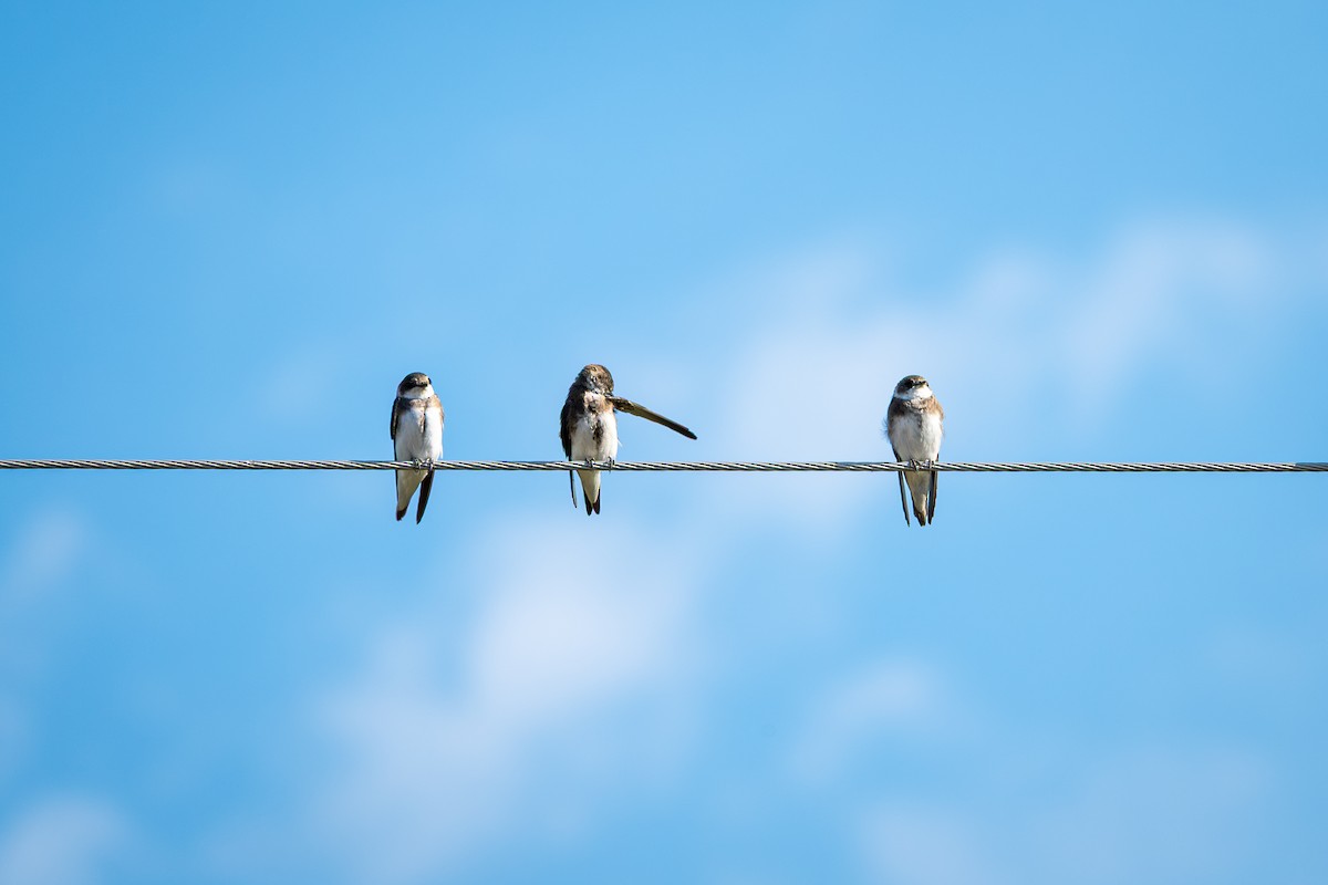 Bank Swallow - ML640772549