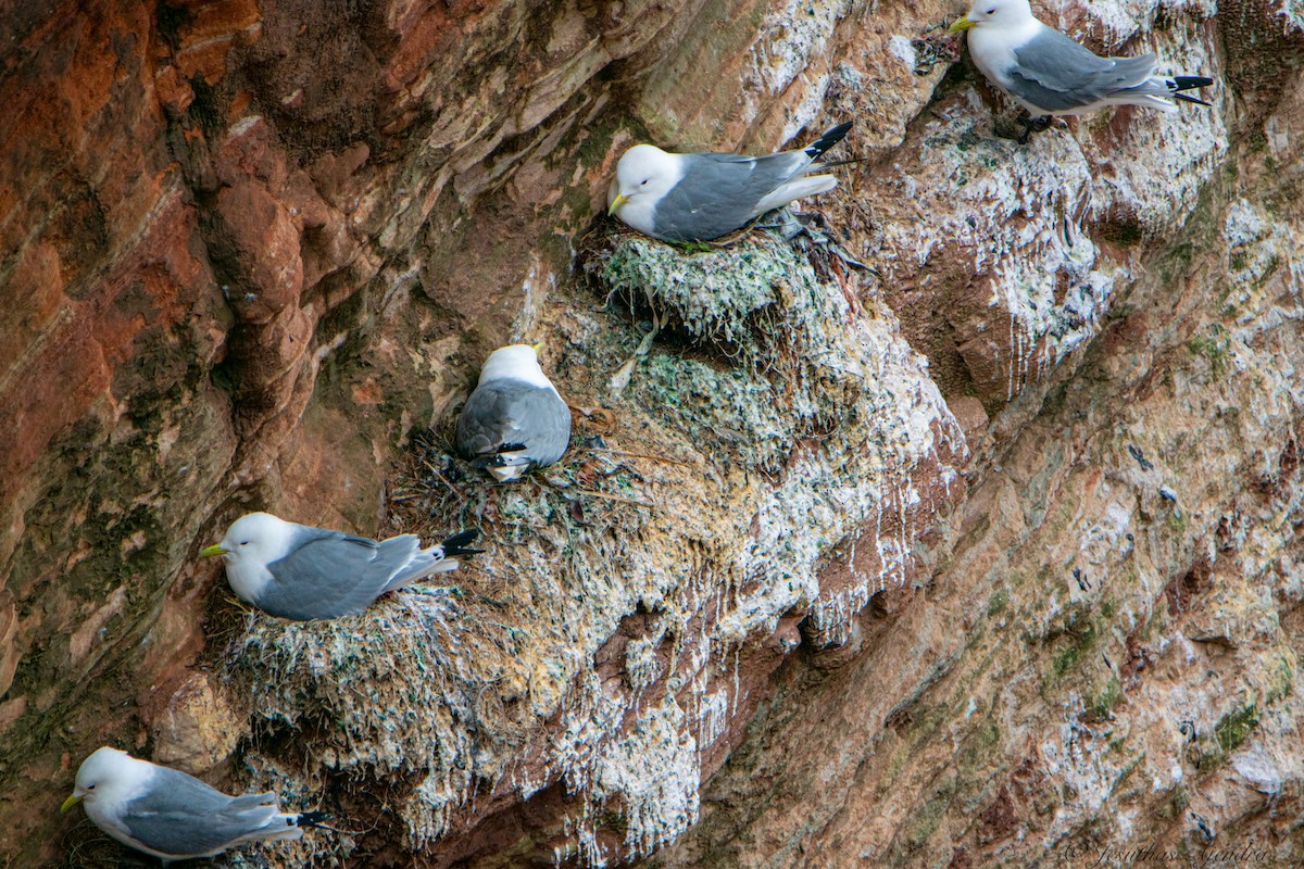 Гурван хуруут цахлай - ML640772589