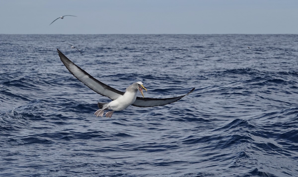 Buller Albatrosu - ML640772600