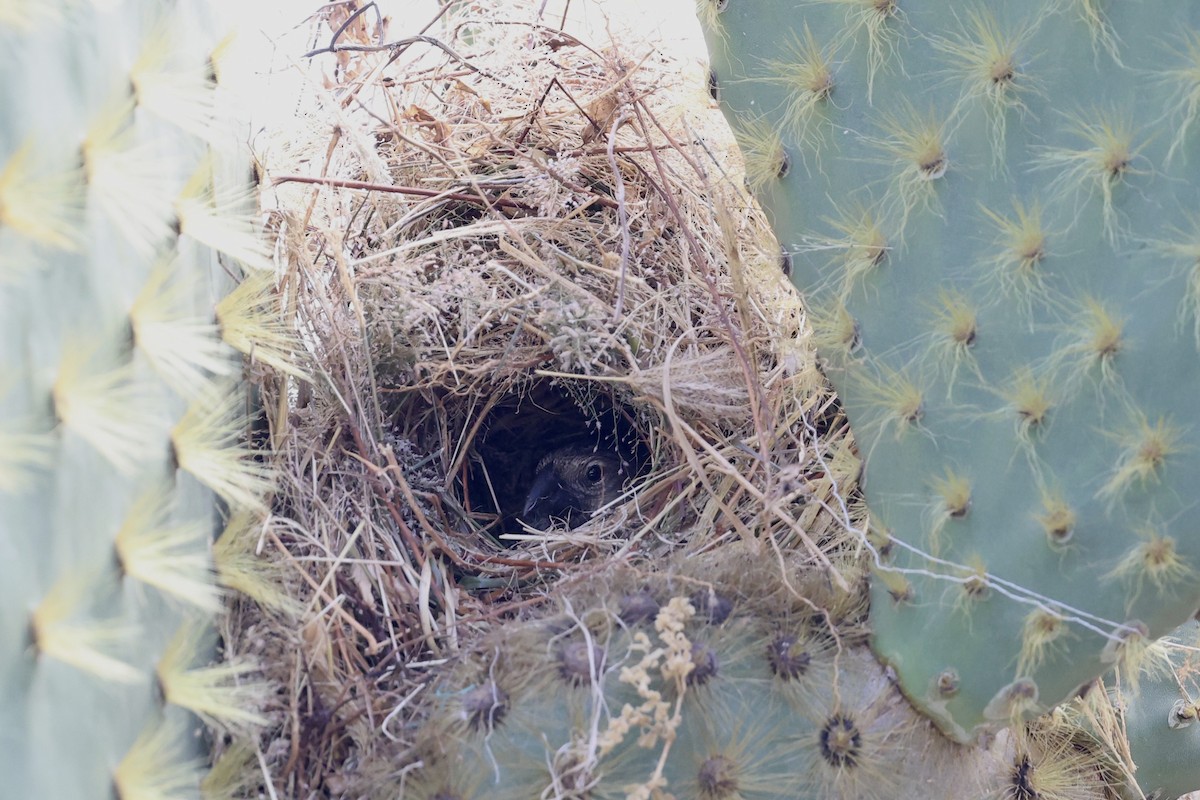 Pinzón de Darwin de Los Cactus - ML640772609