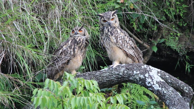 Rock Eagle-Owl - ML640772623
