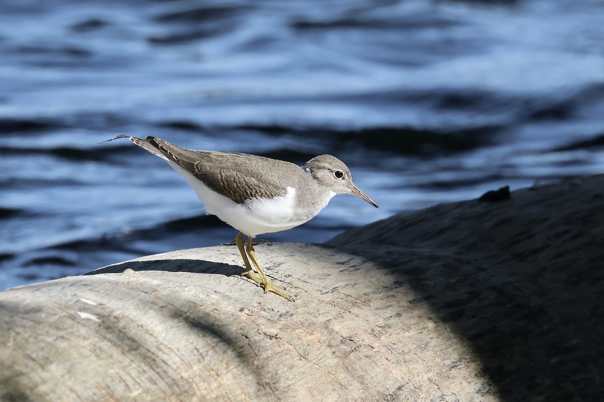 Spotted Sandpiper - ML640772629