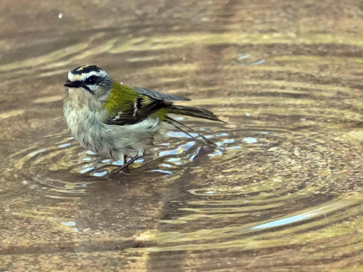 Sommergoldhähnchen - ML640772641