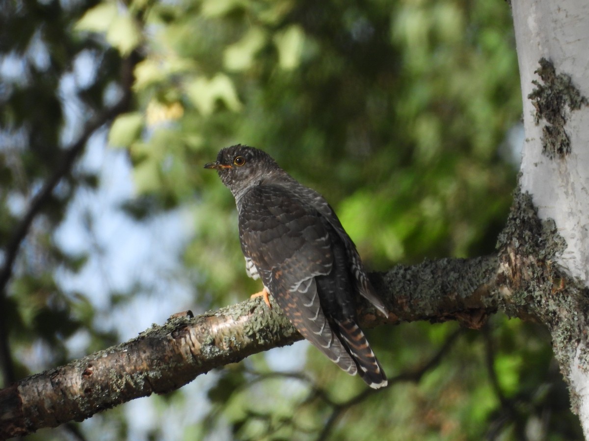 Common Cuckoo - ML640772662