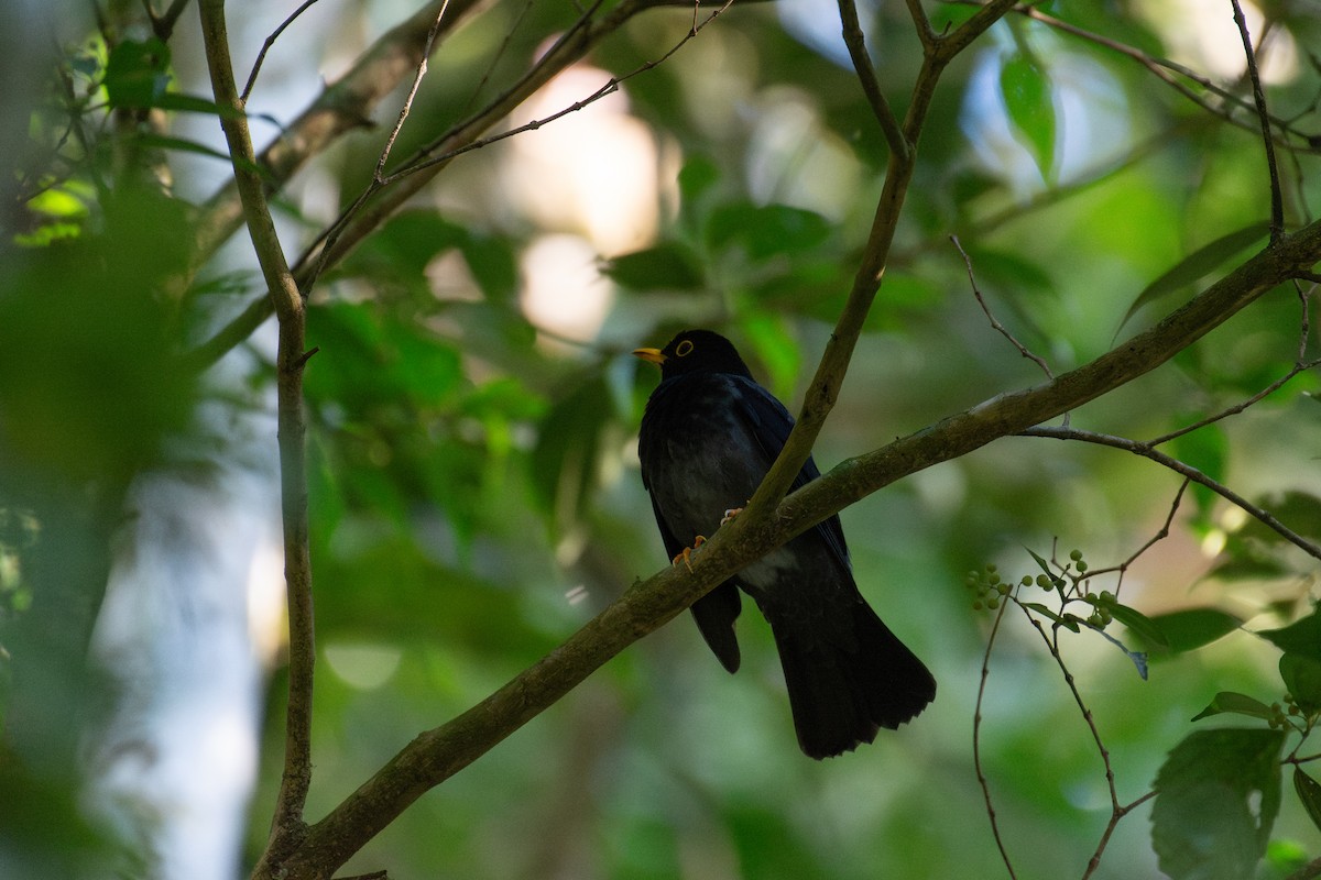 Yellow-legged Thrush - ML640772824