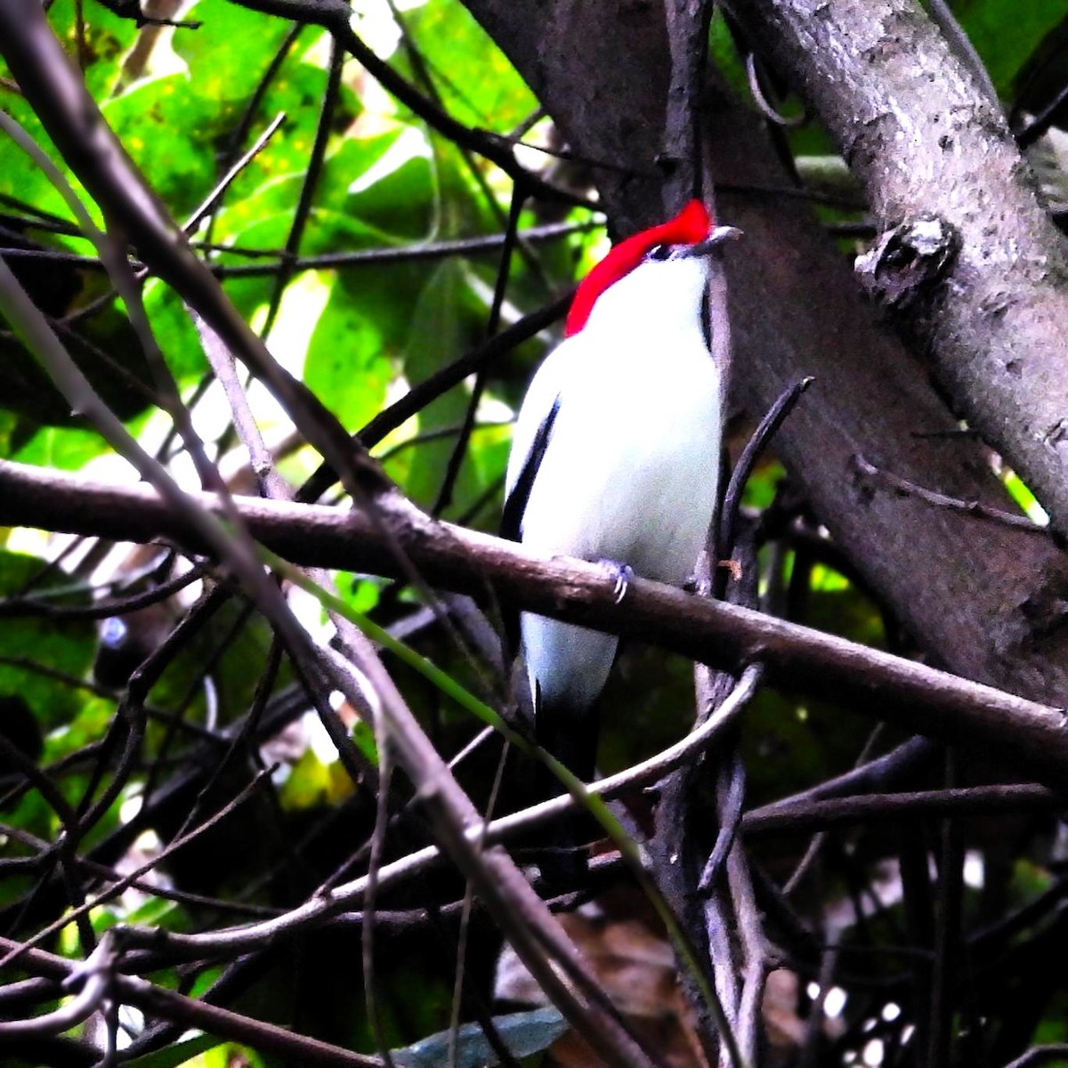 Araripe Manakin - ML640773020