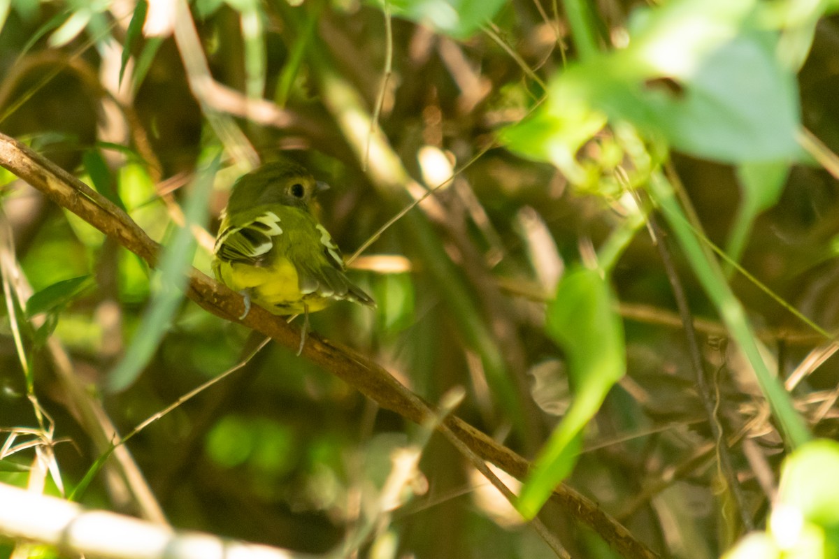 Wing-barred Piprites - ML640773053