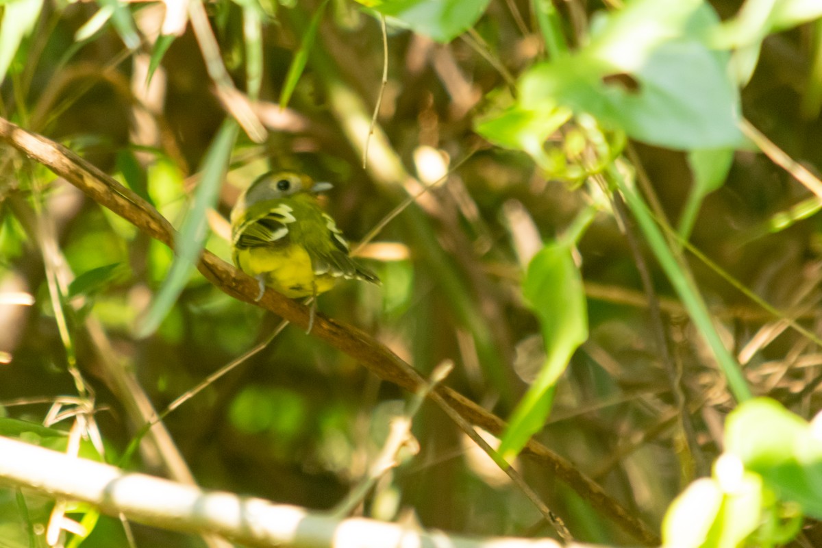 Wing-barred Piprites - ML640773054