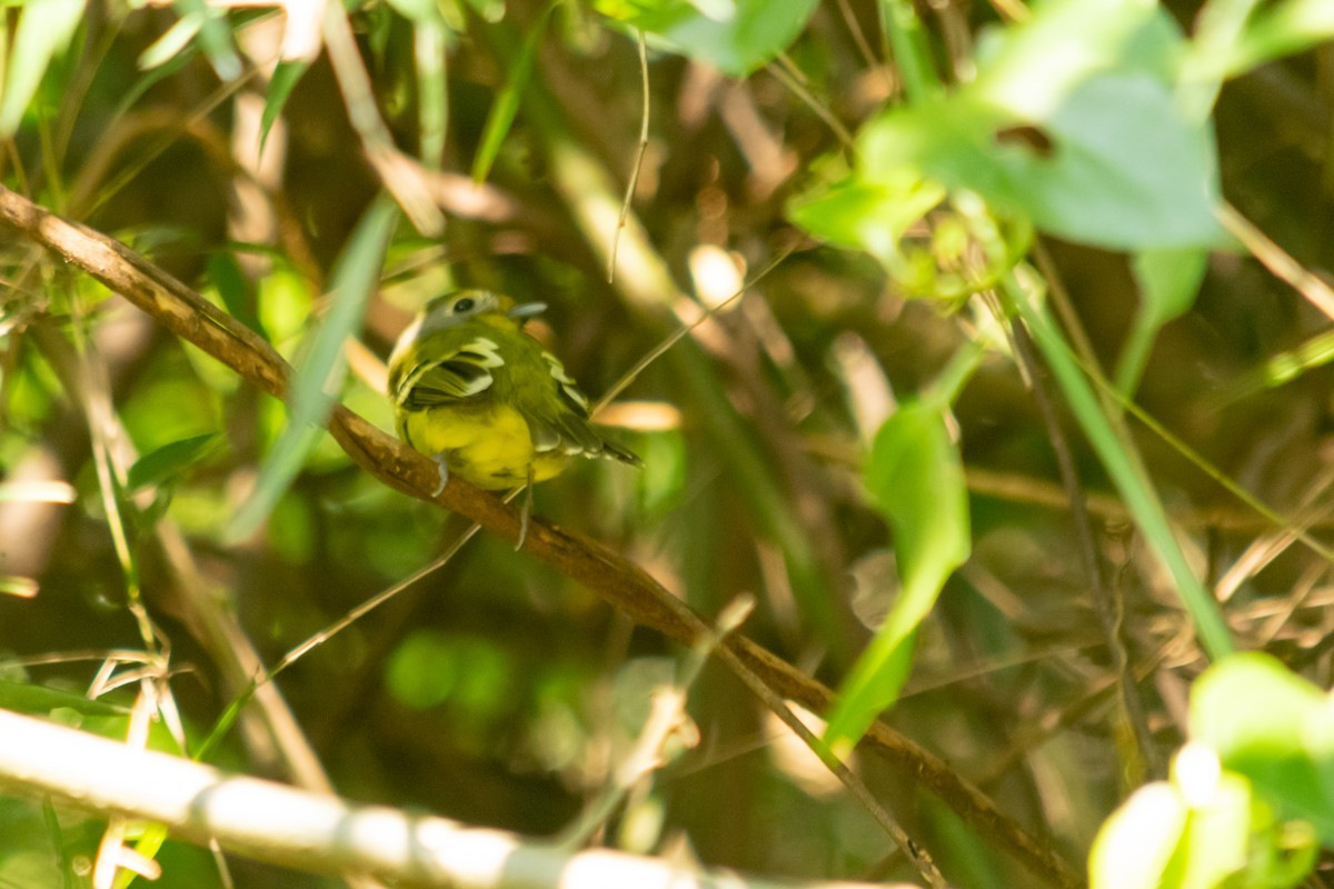 Wing-barred Piprites - ML640773055