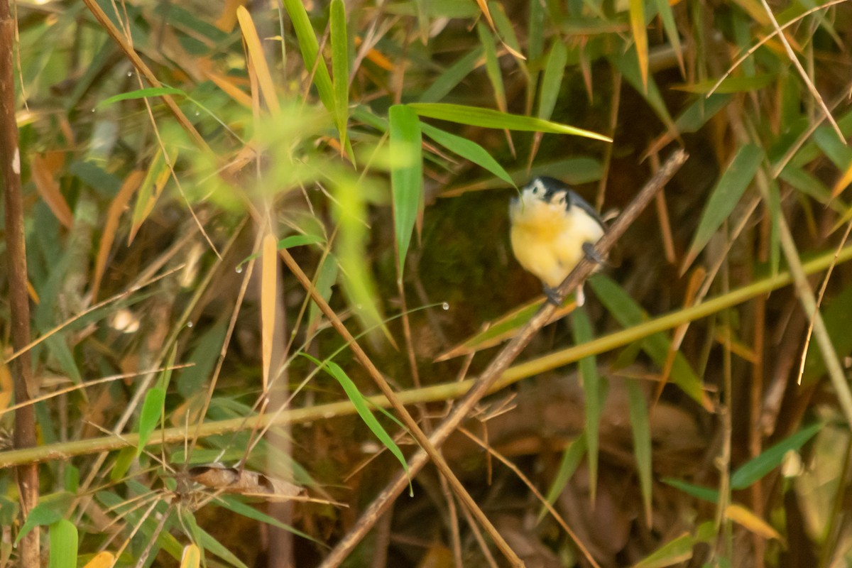 Creamy-bellied Gnatcatcher - ML640773086