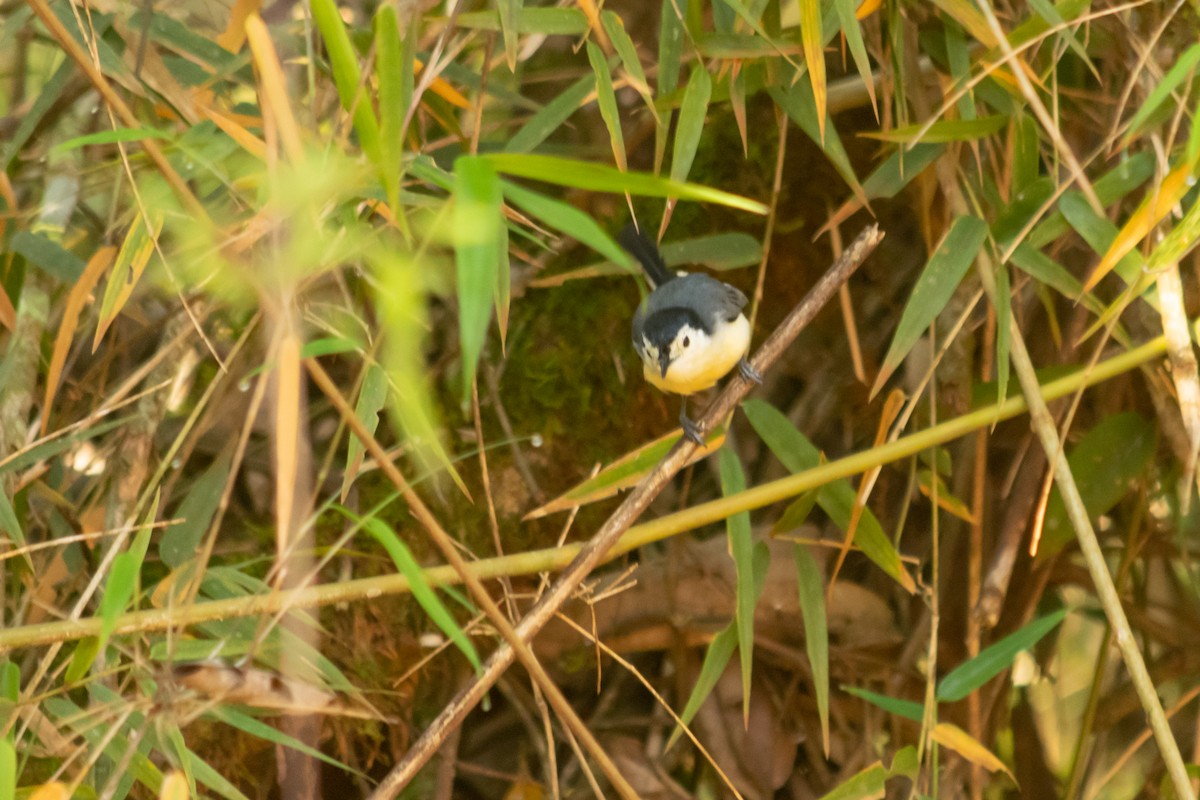 Creamy-bellied Gnatcatcher - ML640773087