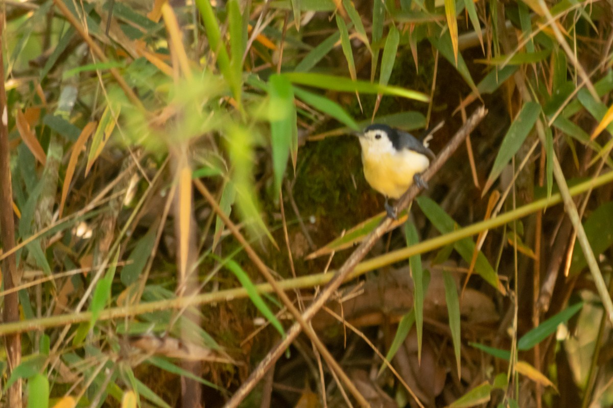 Creamy-bellied Gnatcatcher - ML640773088
