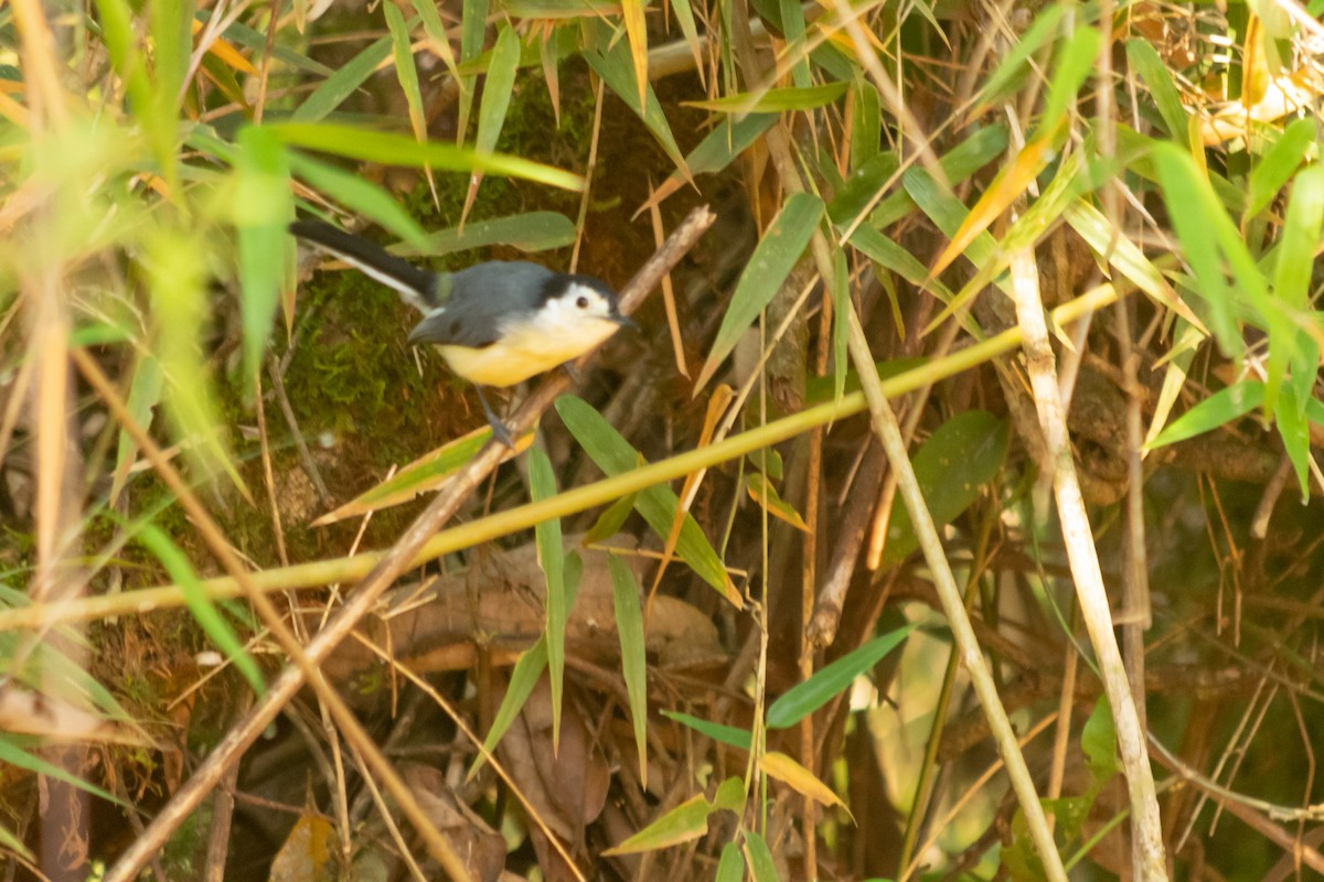Creamy-bellied Gnatcatcher - ML640773089