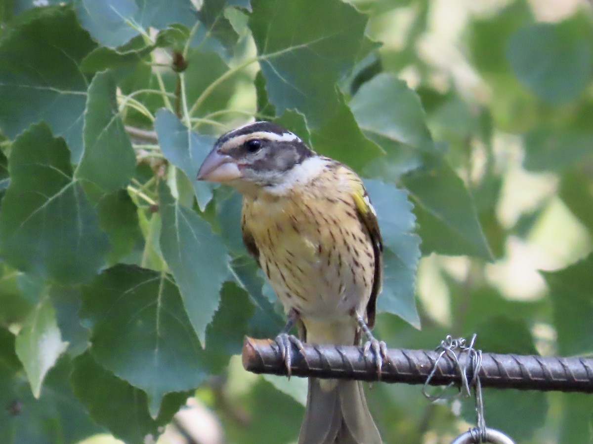 Rose-breasted Grosbeak - ML640773153