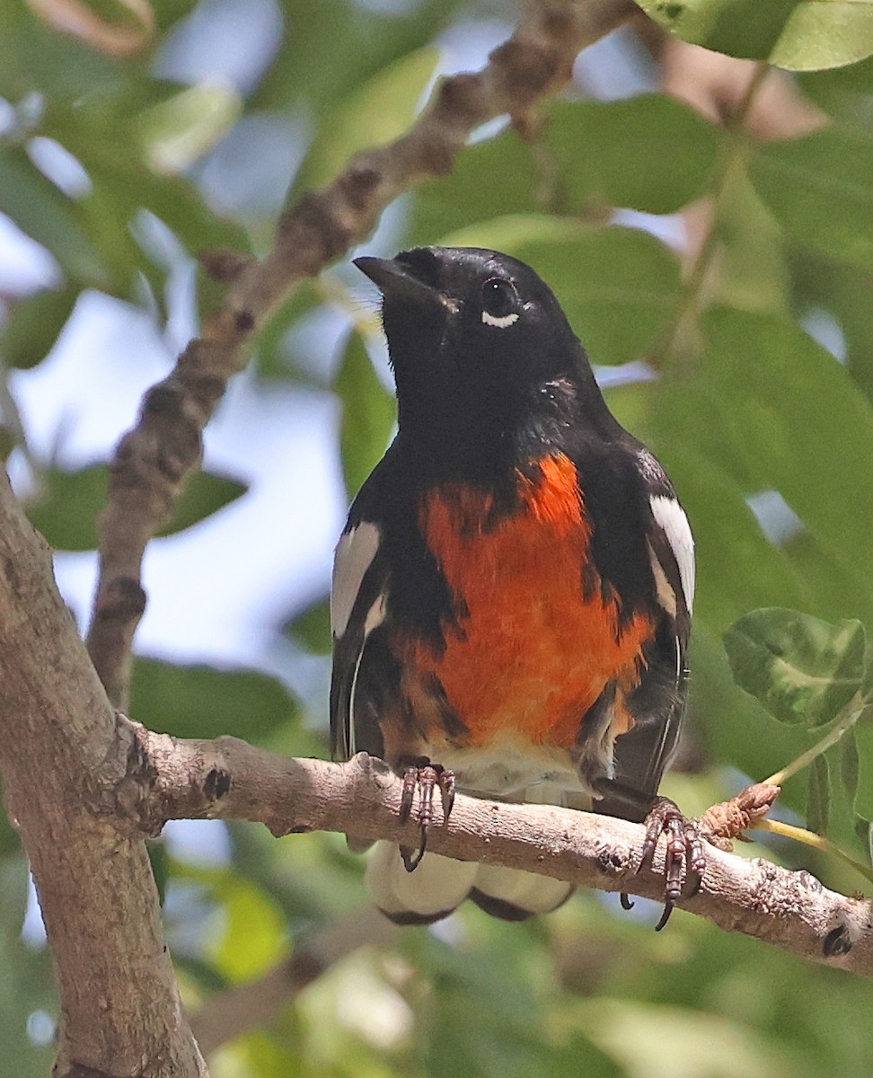 Painted Redstart - ML640773166