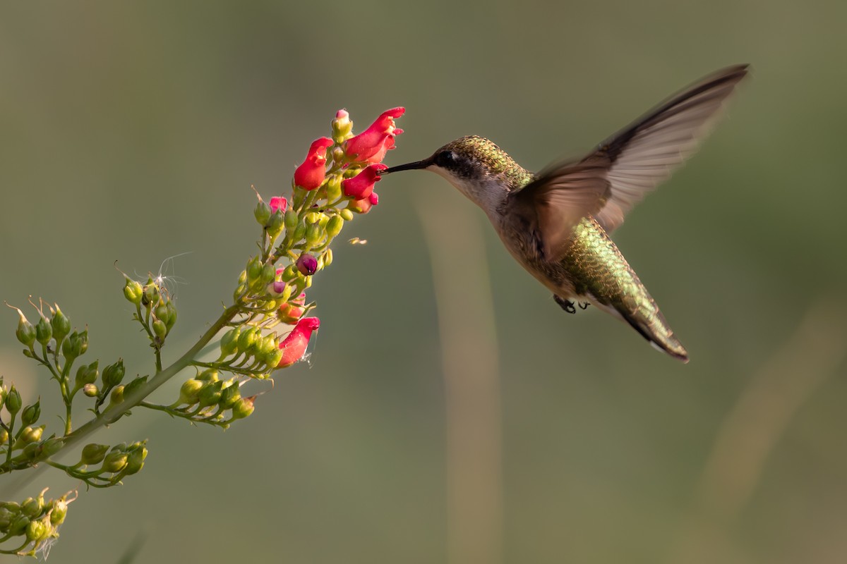 Black-chinned Hummingbird - ML640773196