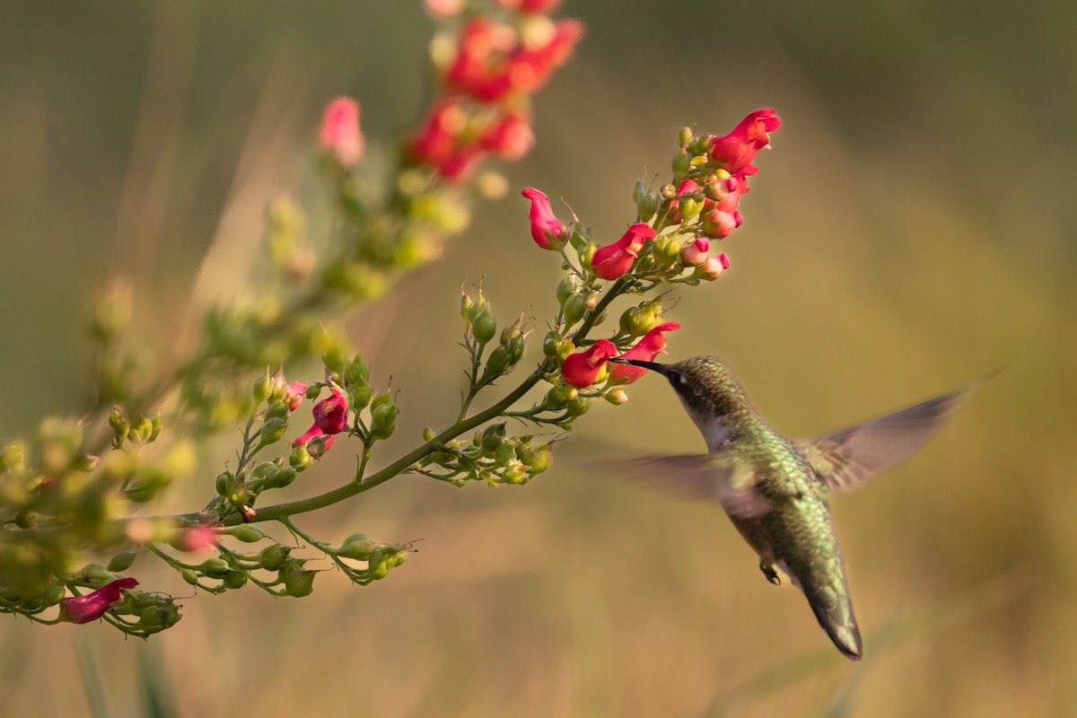 Black-chinned Hummingbird - ML640773197