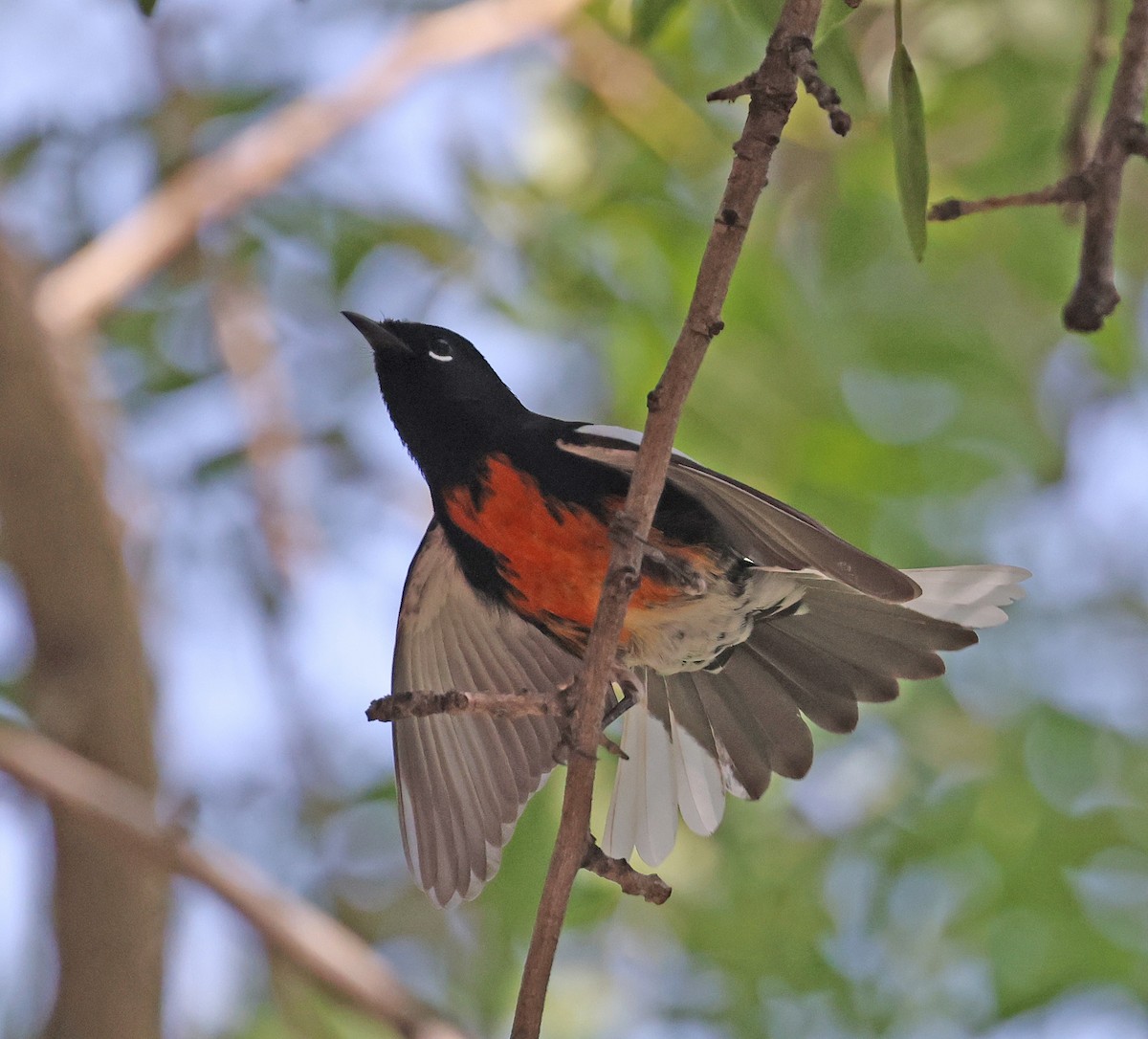 Painted Redstart - ML640773199