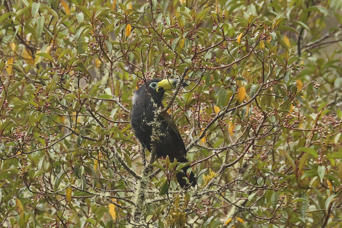Toucan à capuchon - ML640773204