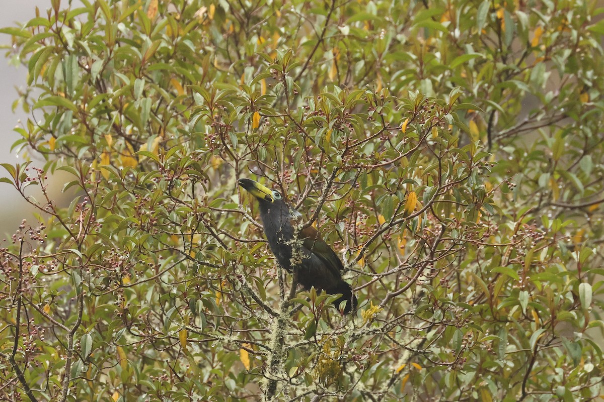 Toucan à capuchon - ML640773209