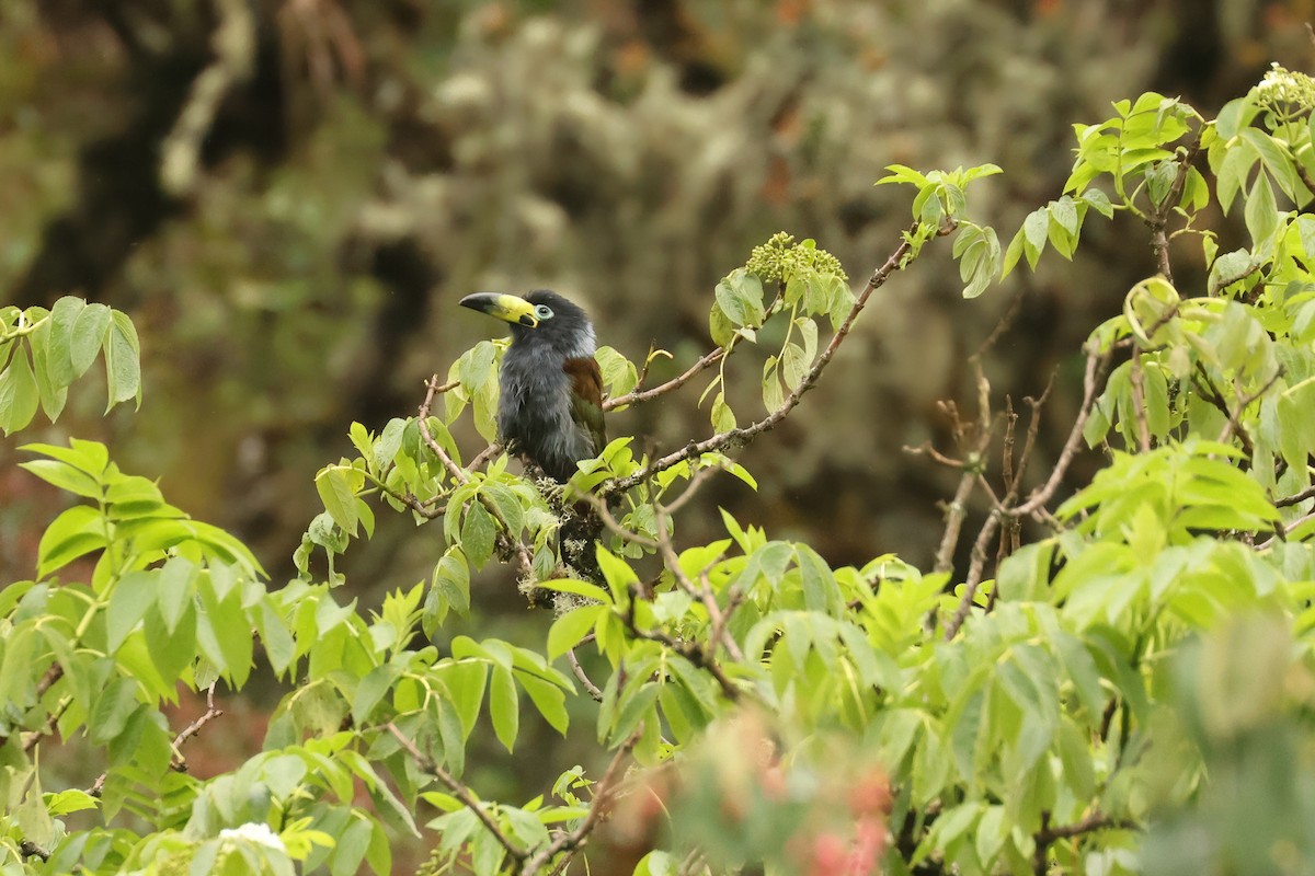 Toucan à capuchon - ML640773295