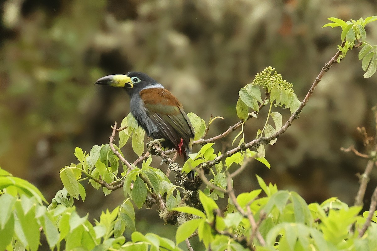 Toucan à capuchon - ML640773298