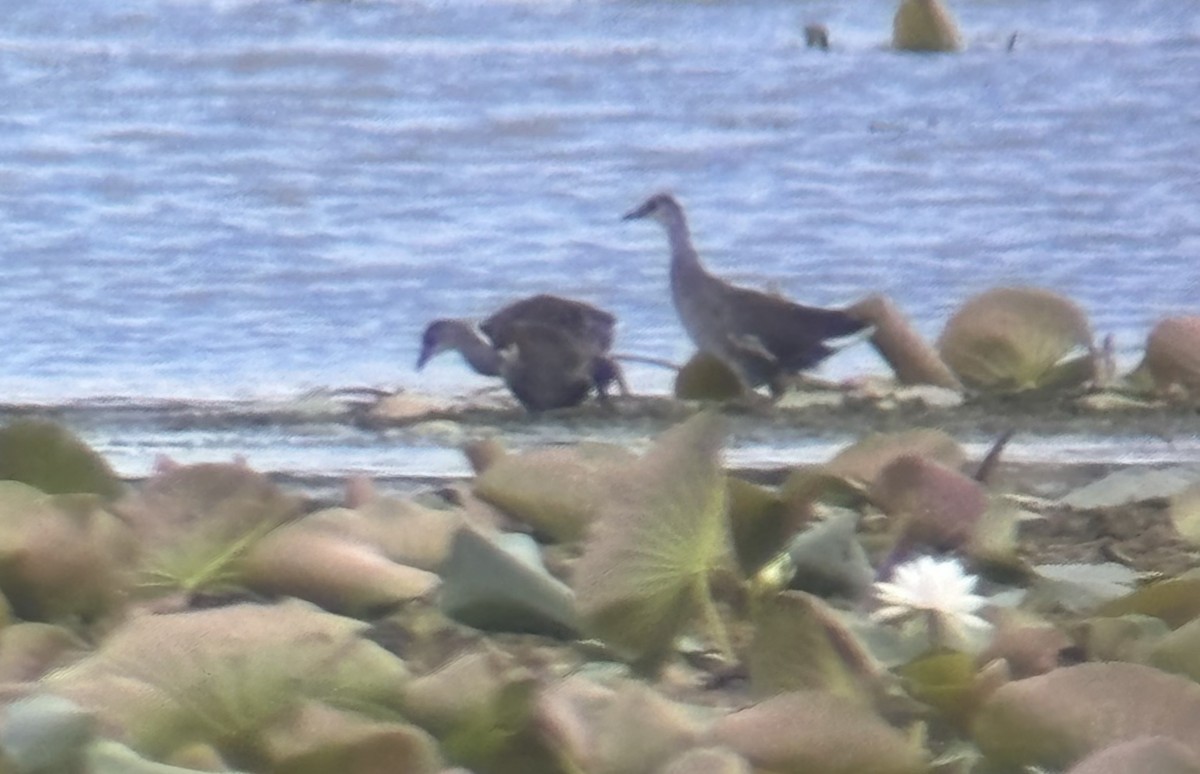 Common Gallinule - ML640773305
