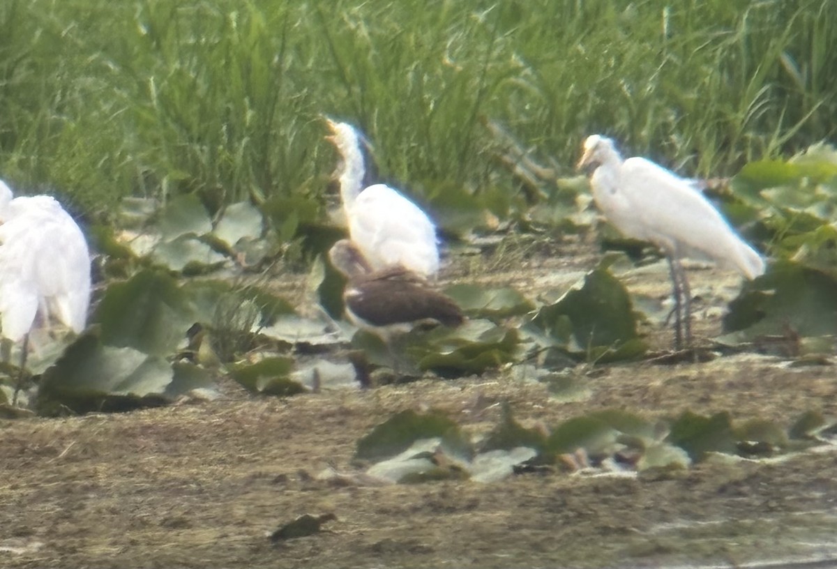 White Ibis - ML640773319