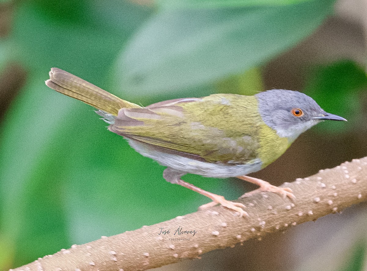 Yellow-breasted Apalis - ML640773331