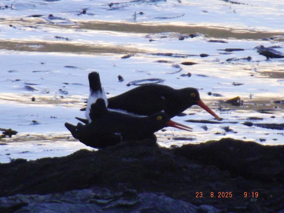 Magellanic Oystercatcher - ML640773338