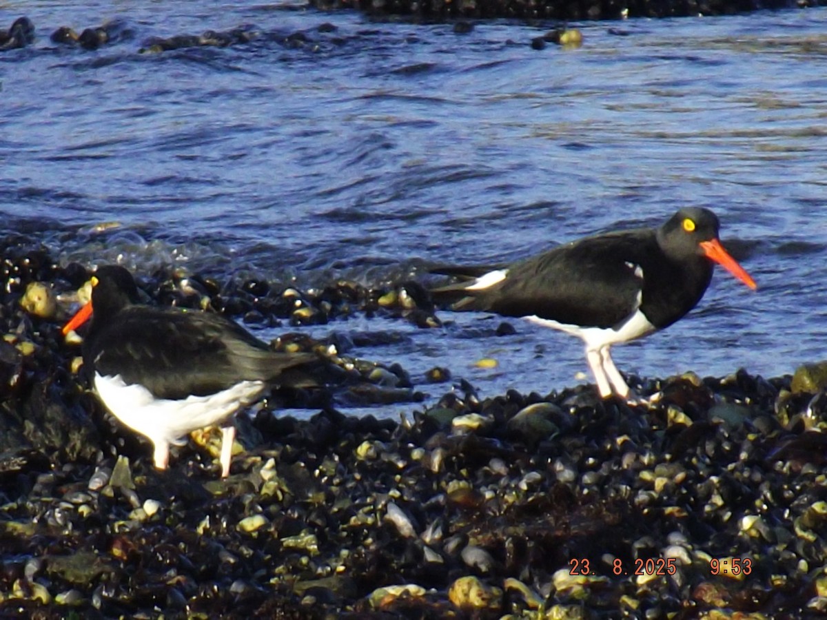Magellanic Oystercatcher - ML640773339