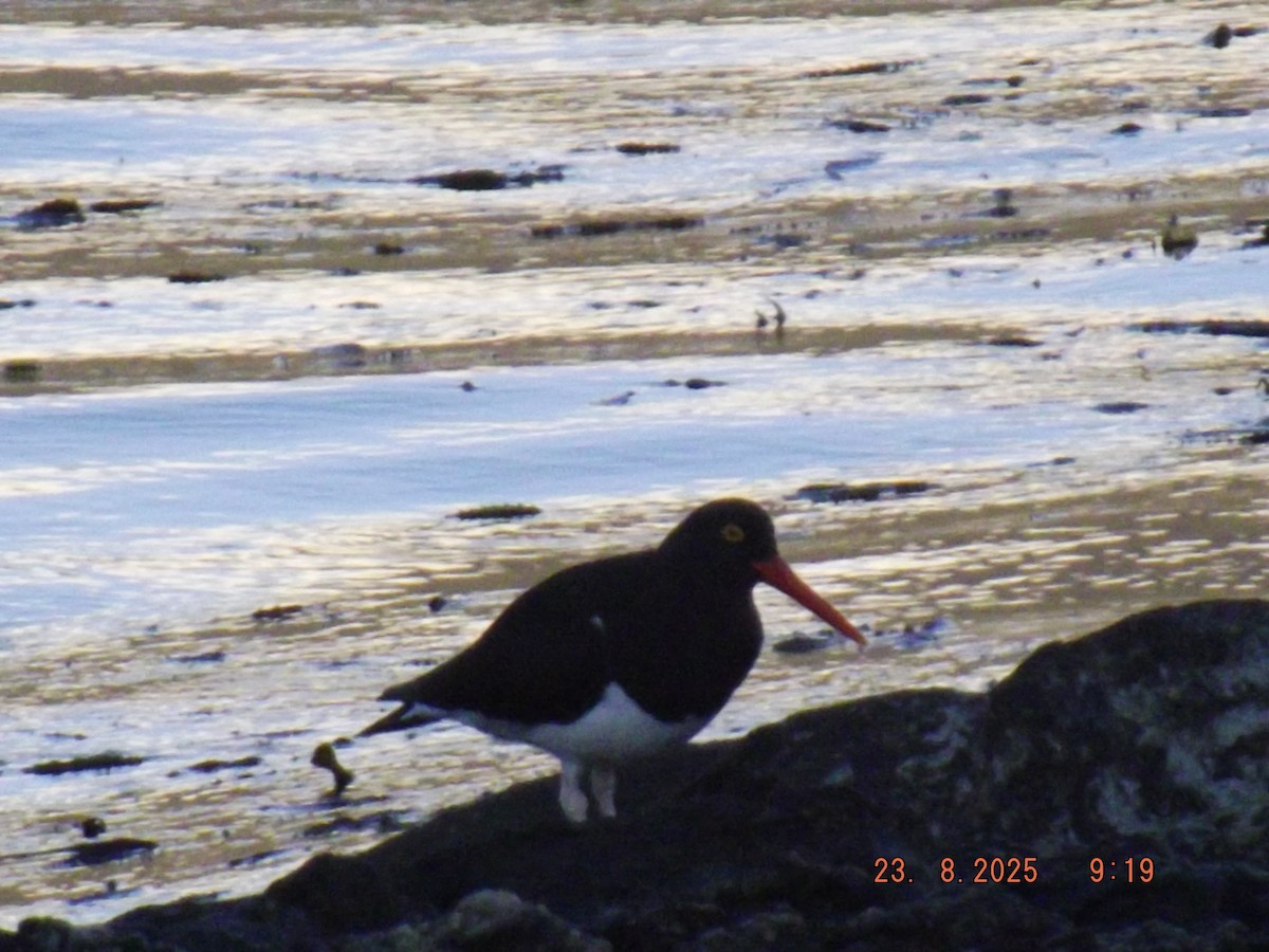 Magellanic Oystercatcher - ML640773340