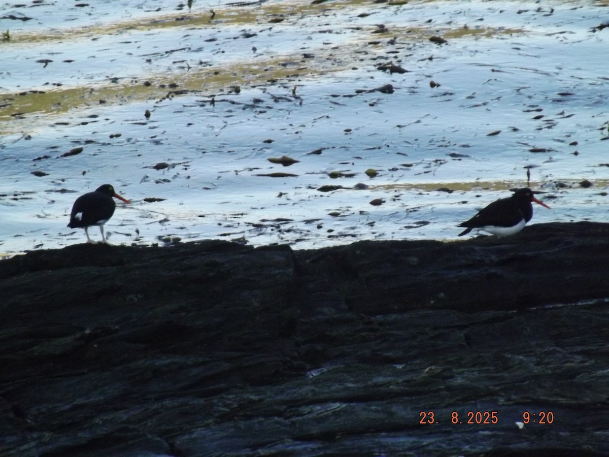 Magellanic Oystercatcher - ML640773342
