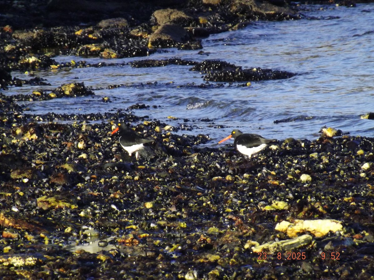 Magellanic Oystercatcher - ML640773343
