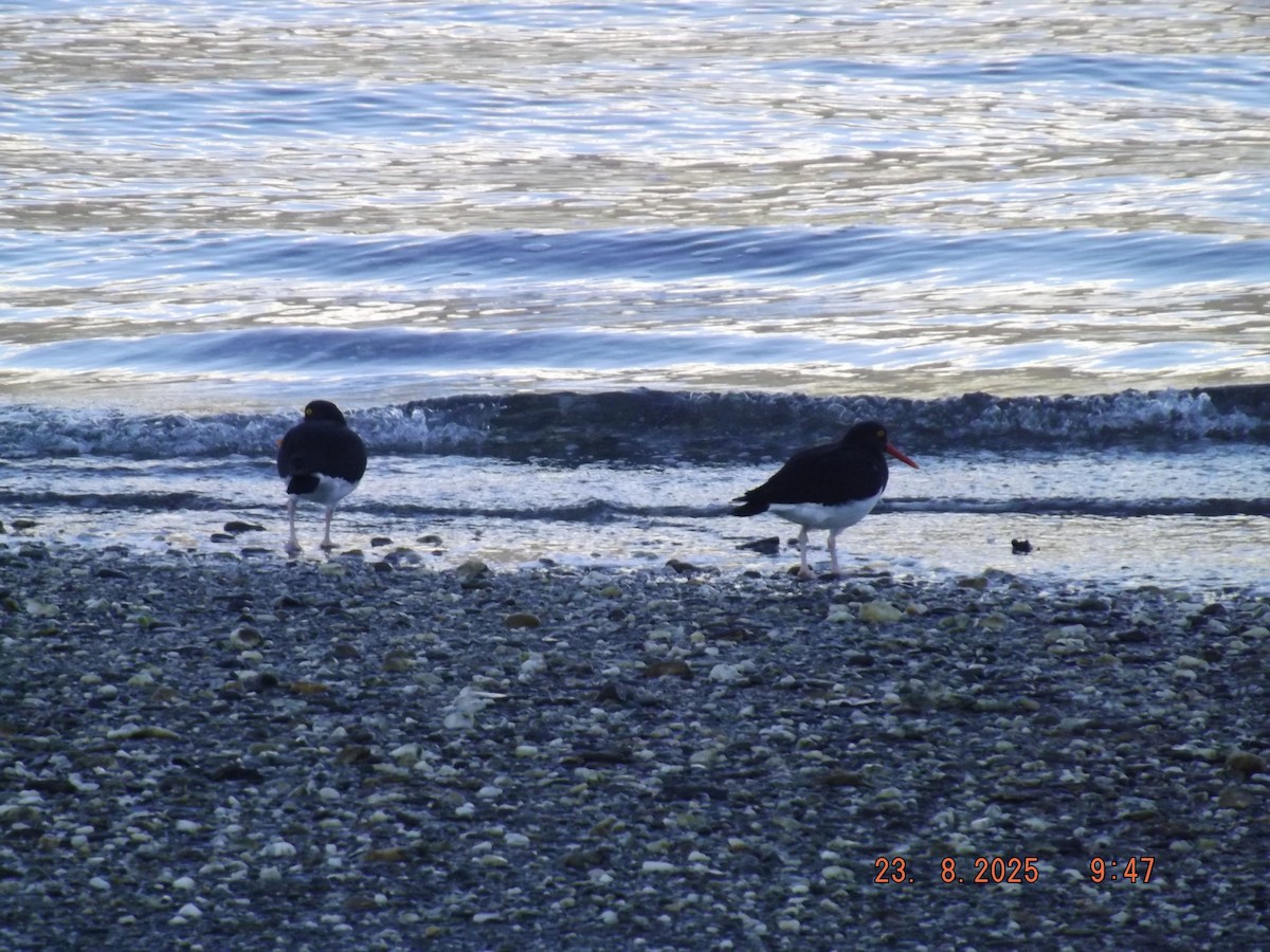 Magellanic Oystercatcher - ML640773344
