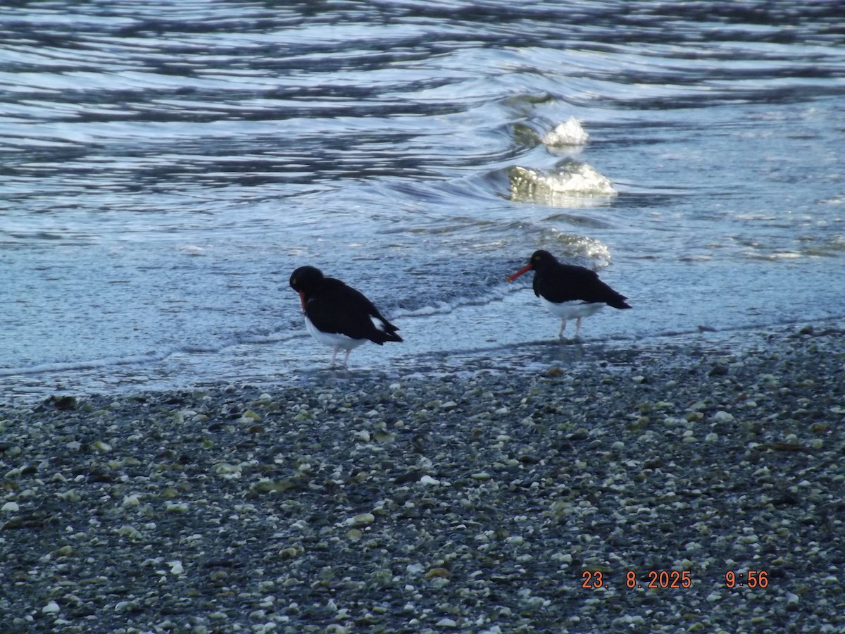 Magellanic Oystercatcher - ML640773345