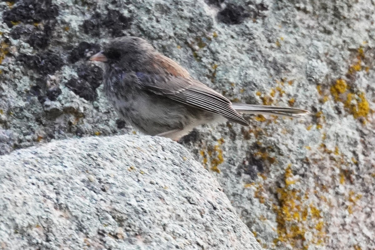 Dark-eyed Junco - ML640773358
