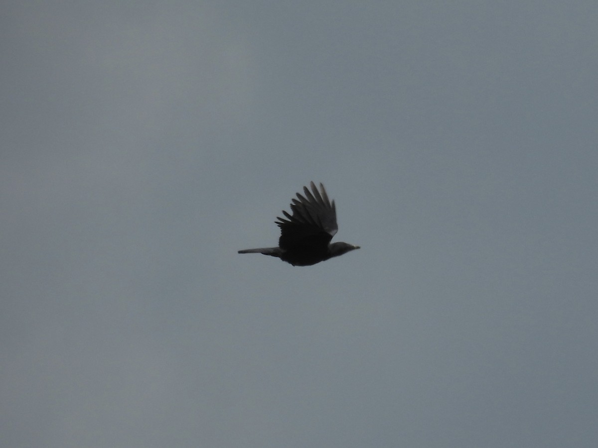 Rook - ML640773594