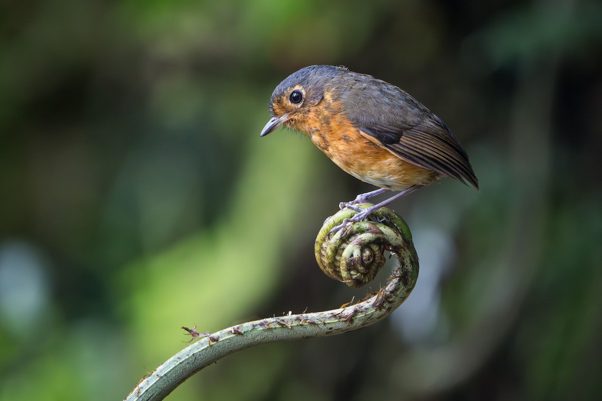 Slate-crowned Antpitta - ML640773642