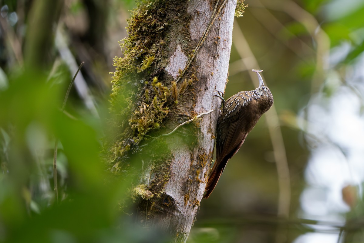 Montane Woodcreeper - ML640773651