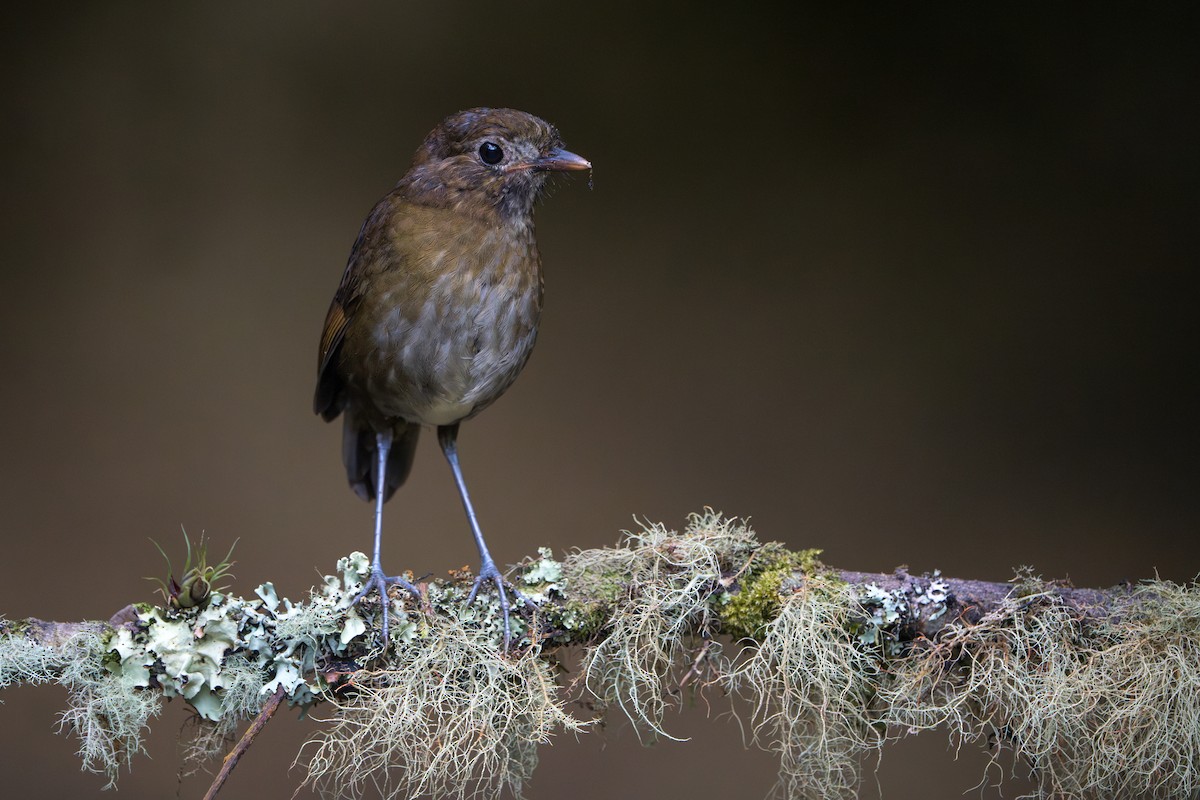 Brown-banded Antpitta - ML640773671