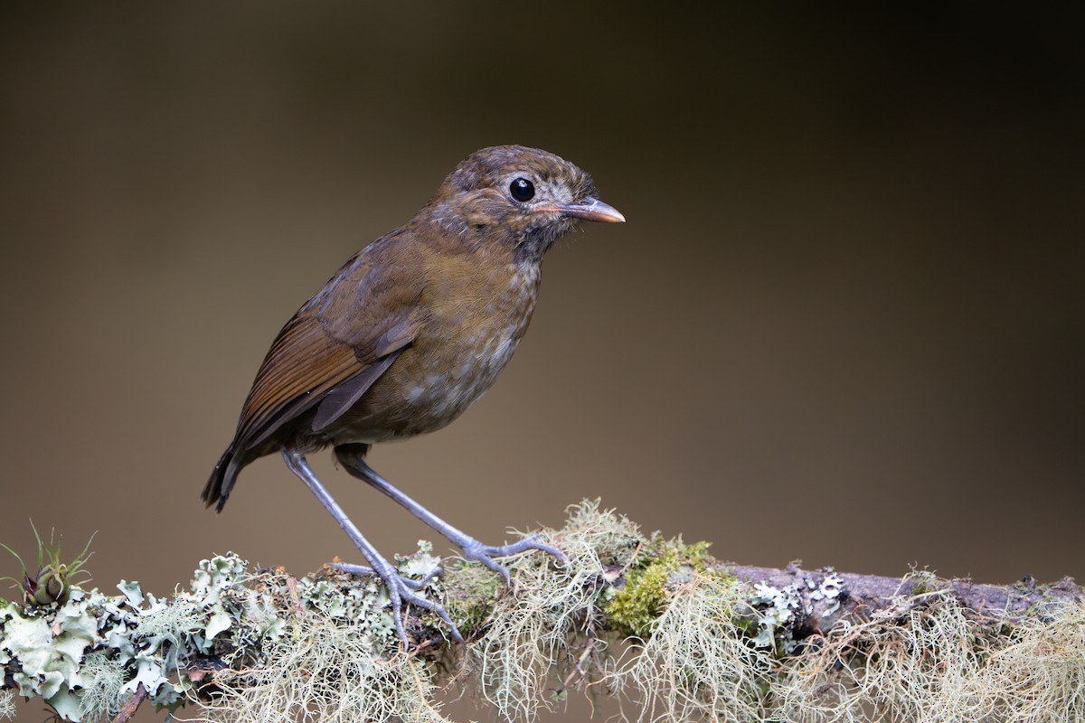 Brown-banded Antpitta - ML640773672