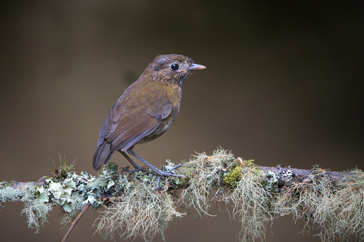Brown-banded Antpitta - ML640773674