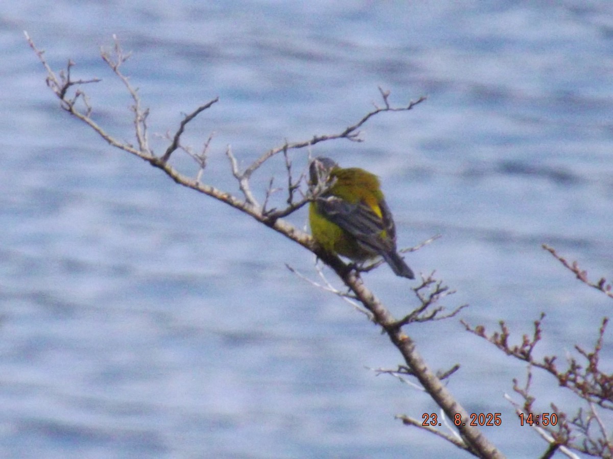 Patagonian Sierra Finch - ML640773679