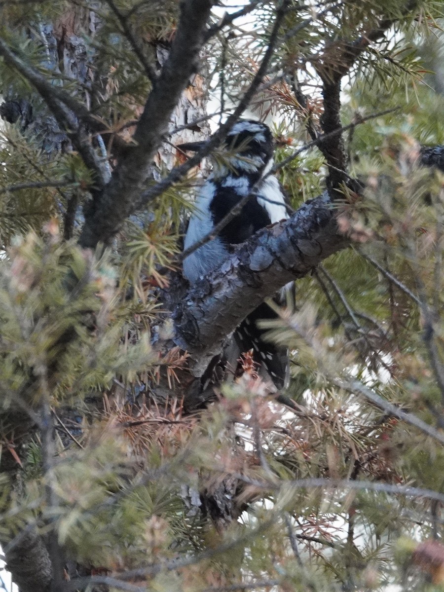 Hairy Woodpecker - ML640773765