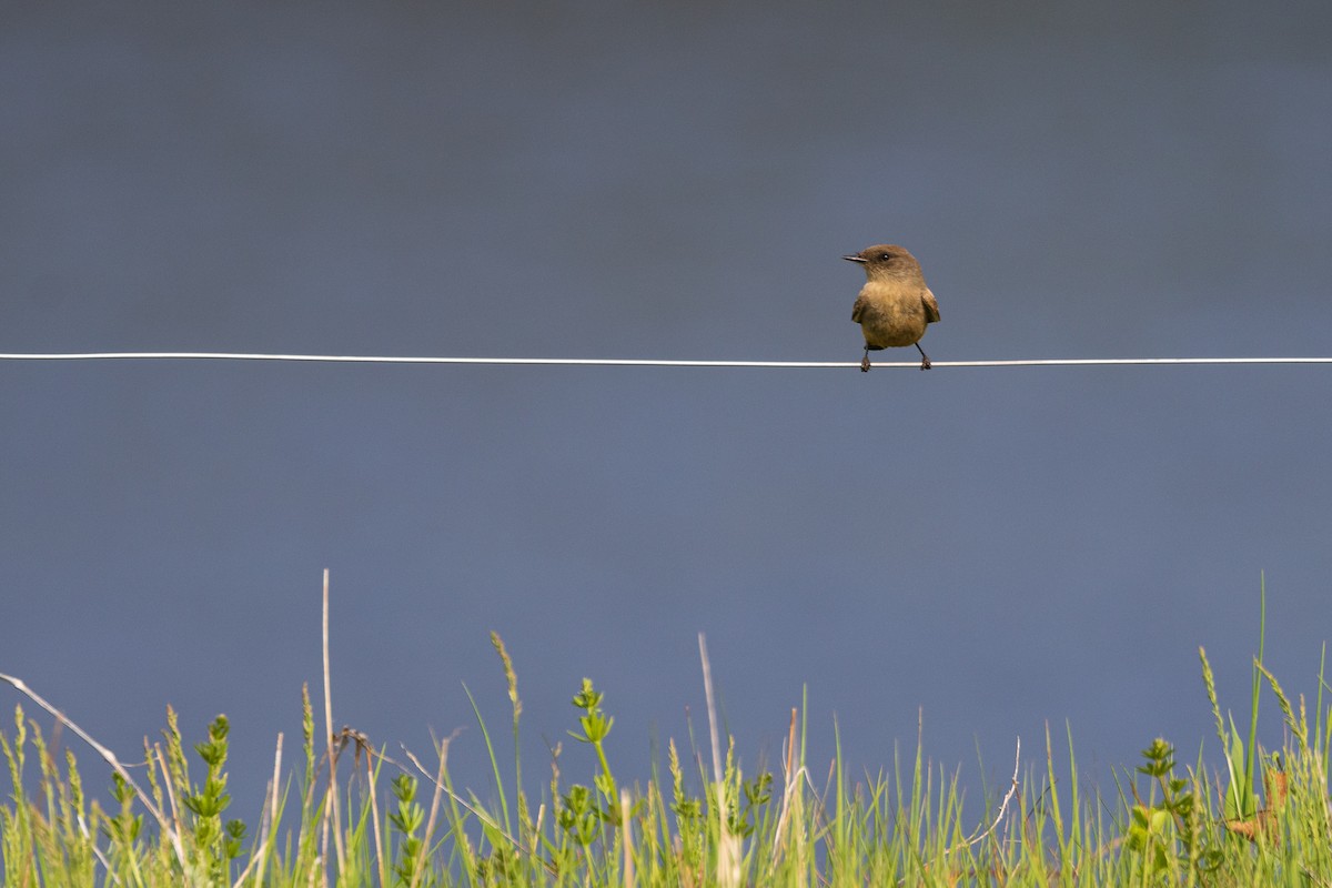 Say Fibisi - ML640773846