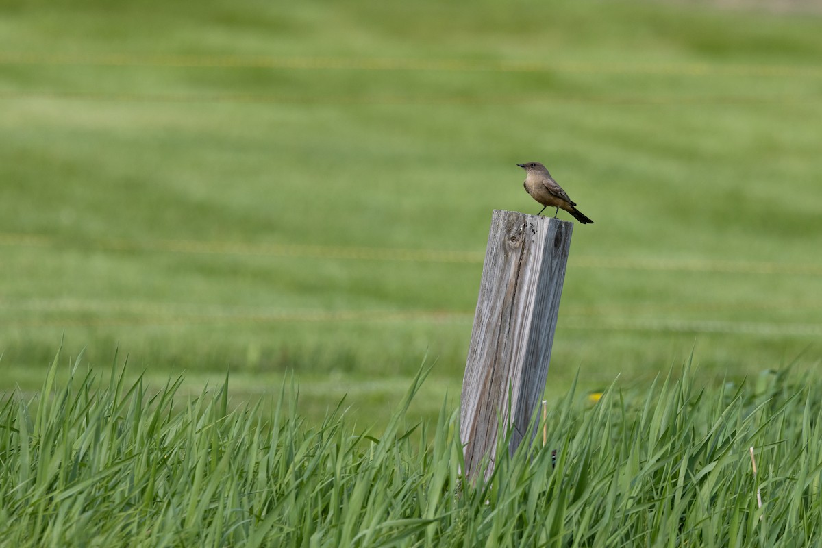 Say Fibisi - ML640773847