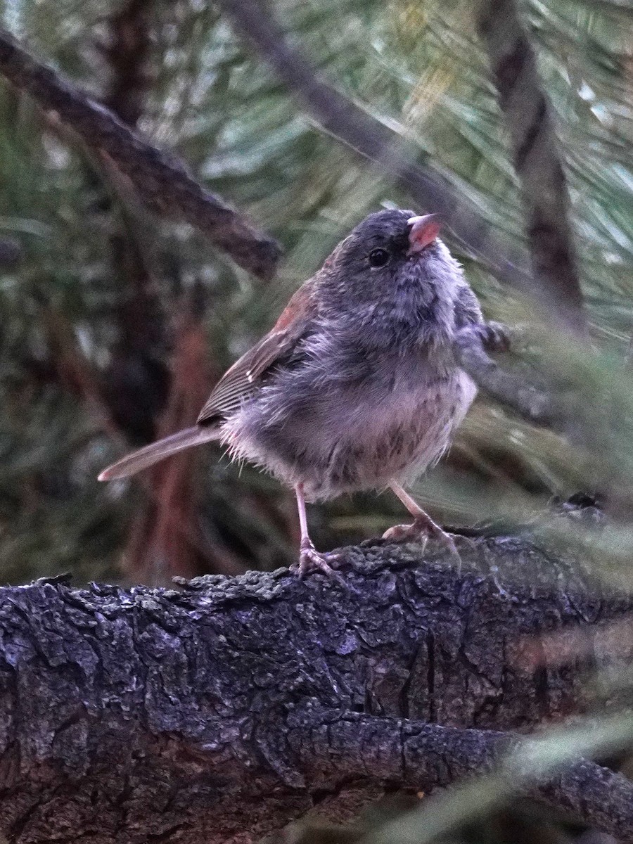 Dark-eyed Junco - ML640773930