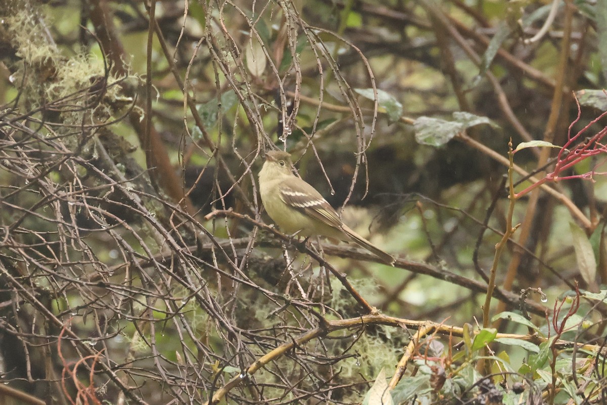 Sierran Elaenia - ML640773950
